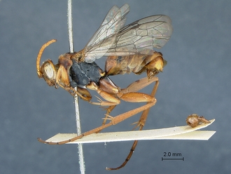 Ceropales_scobinifera_PLT_SAM-HYM-A001375_habitus_lateral