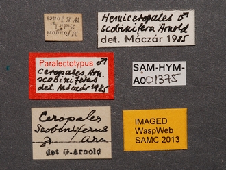 Ceropales_scobinifera_PLT_SAM-HYM-A001375_labels