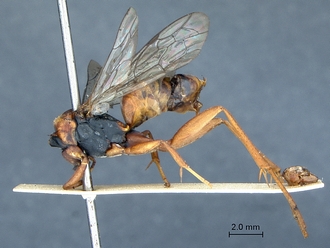 Ceropales_scobinifera_PT_SAM-HYM-A001375_habitus_lateral