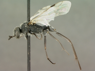 images/Clavelia_amplicornis_SAM-HYM-A021918_habitus_lateral_330.jpg