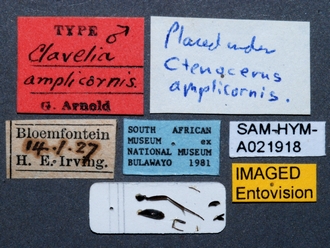 images/Clavelia_amplicornis_SAM-HYM-A021918_labels_330.jpg