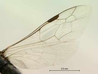 images/Clavelia_amplicornis_SAM-HYM-A021918_wing_330.jpg