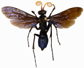 Cyphononyx bretoni femelle dtoure