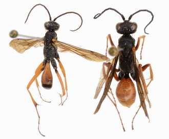 Dichragenia pulchricoma dtour