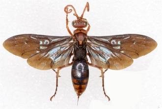 Hemipepsis glabrata dtour