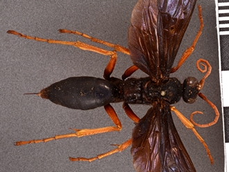 Hemipepsis_dedjas_SAM-HYM-A001505_DSC2705