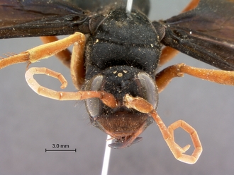 images/Hemipepsis_dedjas_SAM-HYM-A001505_head_frontal_330.jpg