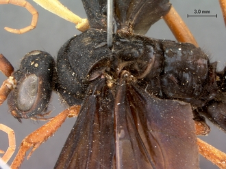 images/Hemipepsis_dedjas_SAM-HYM-A001505_head_mesosoma_dorsolateral_330.jpg