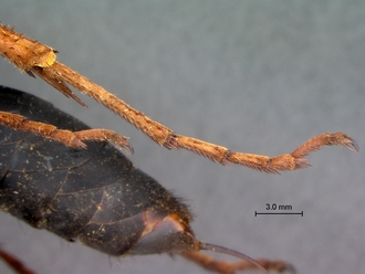 images/Hemipepsis_dedjas_SAM-HYM-A001505_hind_tarsus_330.jpg