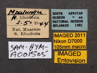 images/Hemipepsis_dedjas_SAM-HYM-A001505_labels_330.jpg