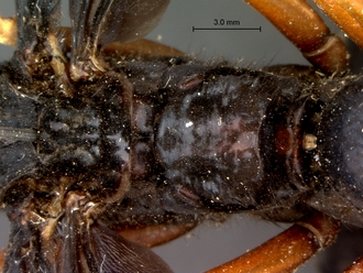 images/Hemipepsis_dedjas_SAM-HYM-A001505_propodeum_dorsoposterior_330.jpg