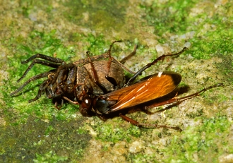 Pompilidae
