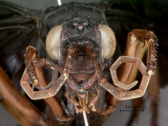 images/Tetraodontonyx_cf_heros_SAM-HYM-A018046_head_frontal_330.jpg