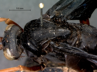 images/Tetraodontonyx_cf_heros_SAM-HYM-A018046_head_mesosoma_dorsolateral_330.jpg