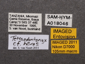 images/Tetraodontonyx_cf_heros_SAM-HYM-A018046_labels_330.jpg