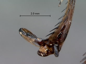 images/Tetraodontonyx_cf_heros_SAM-HYM-A018046_midtarsal_claws_330.jpg