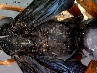 images/Tetraodontonyx_cf_heros_SAM-HYM-A018046_propodeum_dorsoposterior_330.jpg