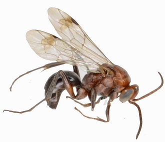 Aetheopompilus obliquetruncatus male profil dtour
