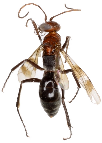Aetheopompilus obliquetruncatus dtour