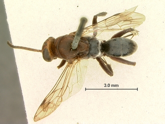 Aetheopompilus_obliquetruncatus_SAM-HYM-A000793_habitus_dorsal