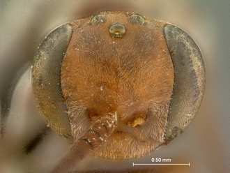 images/Aetheopompilus_obliquetruncatus_SAM-HYM-A000793_head_frontal_330.jpg