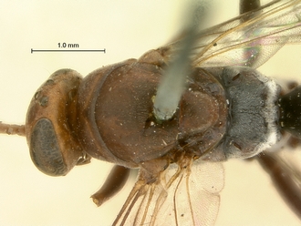 images/Aetheopompilus_obliquetruncatus_SAM-HYM-A000793_head_mesosoma_dorsal_330.jpg
