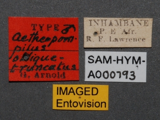 images/Aetheopompilus_obliquetruncatus_SAM-HYM-A000793_labels_2_330.jpg