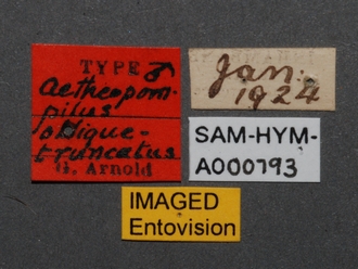 images/Aetheopompilus_obliquetruncatus_SAM-HYM-A000793_labels_330.jpg