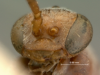images/Aetheopompilus_obliquetruncatus_SAM-HYM-A000793_mandibles_330.jpg