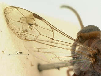 images/Aetheopompilus_obliquetruncatus_SAM-HYM-A000793_wings_330.jpg