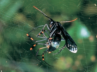 Batozonellus_fuliginosus_Picker&Griffiths
