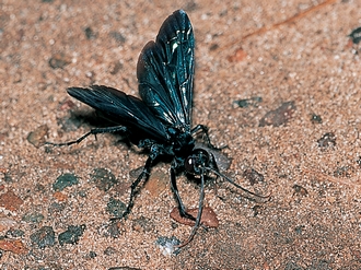 Batozonellus_fuliginosus_Weaving