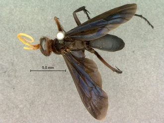 images/Batozonellus_fuligiriosus_SAM-HYM-A002549_habitus_dorsal_330.jpg