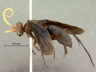 images/Batozonellus_fuligiriosus_SAM-HYM-A002549_habitus_lateral_330.jpg