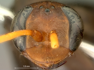 images/Batozonellus_fuligiriosus_SAM-HYM-A002549_head_frontal_330.jpg