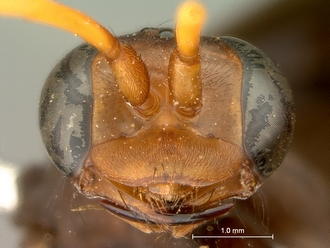 images/Batozonellus_fuligiriosus_SAM-HYM-A002549_head_mandibles_330.jpg