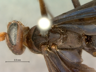 images/Batozonellus_fuligiriosus_SAM-HYM-A002549_head_mesosoma_dorsal_330.jpg