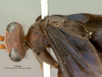 images/Batozonellus_fuligiriosus_SAM-HYM-A002549_head_mesosoma_lateral_330.jpg