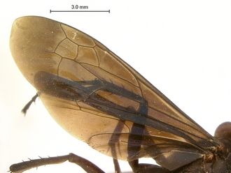 images/Batozonellus_fuligiriosus_SAM-HYM-A002549_wing_330.jpg