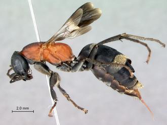 Euclavelia_fasciata_female_habitus_lateral