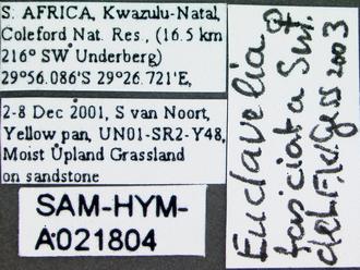 Euclavelia_fasciata_female_labels