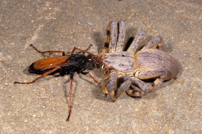 Afropompilus_ignitus_with_Palystes_SAM-ENB01723_Hamish_Robertson