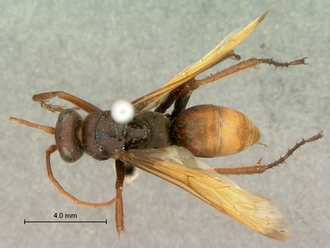 images/Afropompilus_ovambo_SAM-HYM-A000795_habitus_dorsal_330.jpg