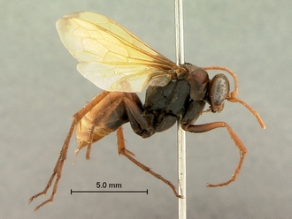 images/Afropompilus_ovambo_SAM-HYM-A000795_habitus_lateral_330.jpg