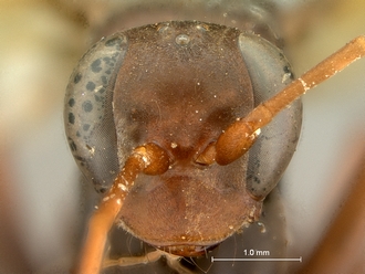 images/Afropompilus_ovambo_SAM-HYM-A000795_head_frontal_330.jpg