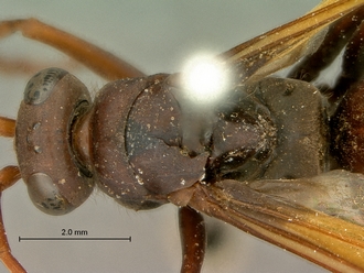 images/Afropompilus_ovambo_SAM-HYM-A000795_head_mesosoma_dorsal_330.jpg