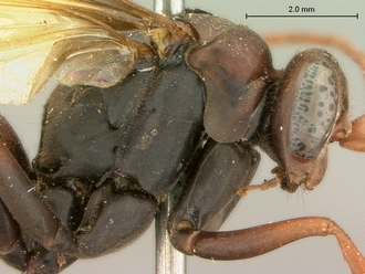images/Afropompilus_ovambo_SAM-HYM-A000795_head_mesosoma_lateral_330.jpg