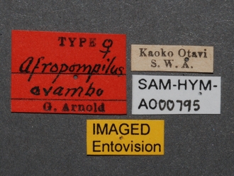 images/Afropompilus_ovambo_SAM-HYM-A000795_labels_2_330.jpg