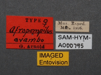 images/Afropompilus_ovambo_SAM-HYM-A000795_labels_330.jpg