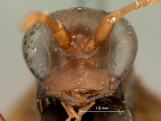 images/Afropompilus_ovambo_SAM-HYM-A000795_mandibles_330.jpg